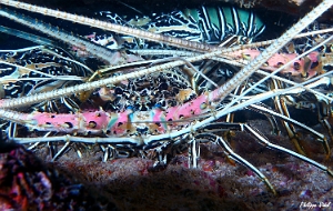Maldives 2021 - Langouste peinte - Painted rock lobster - Panulirus versicolor - DSC00557_rc
